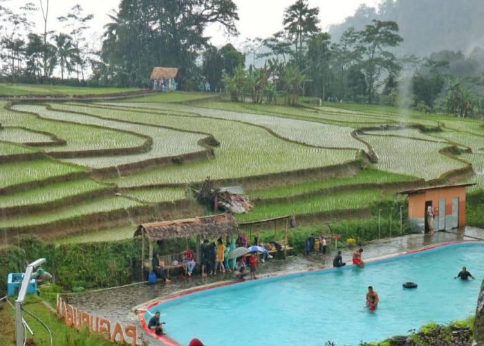 Unik, Ada Kolam Renang Ditengah Sawah, Kamu Wajib Sensasinya Kesini