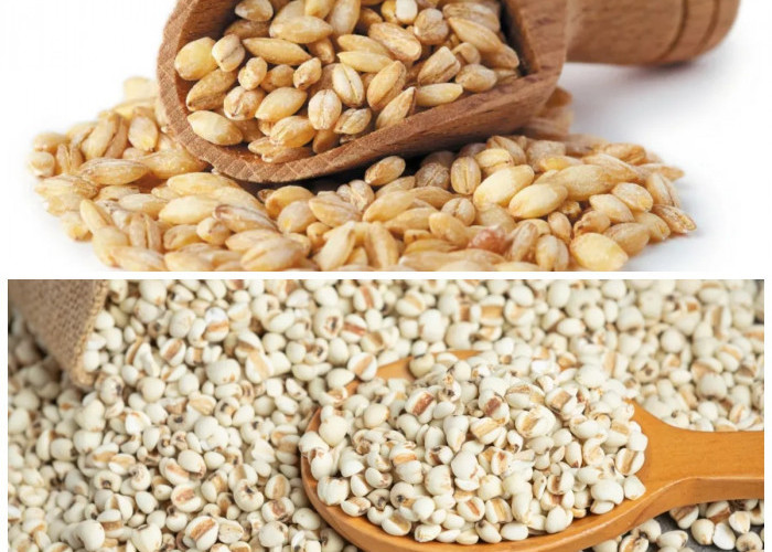 Barley, Si Kecil yang Kaya Nutrisi: Intip Segudang Khasiatnya untuk Tubuh Sehat