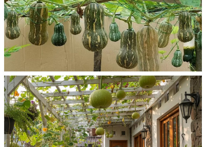 Kebun Labu Kuning Mini Merambat: Halaman Asri dan Produktif, Cocok untuk Rumah Modern