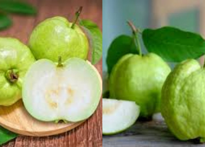 Jarang Diketahui Inilah Manfaat Jambu Kristal Untuk Kesehatan Tubuh!