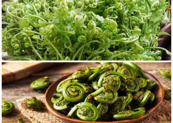 10 Khasiat Sayur Pakis untuk Kesehatan dan Daya Tahan Tubuh yang Lebih Kuat