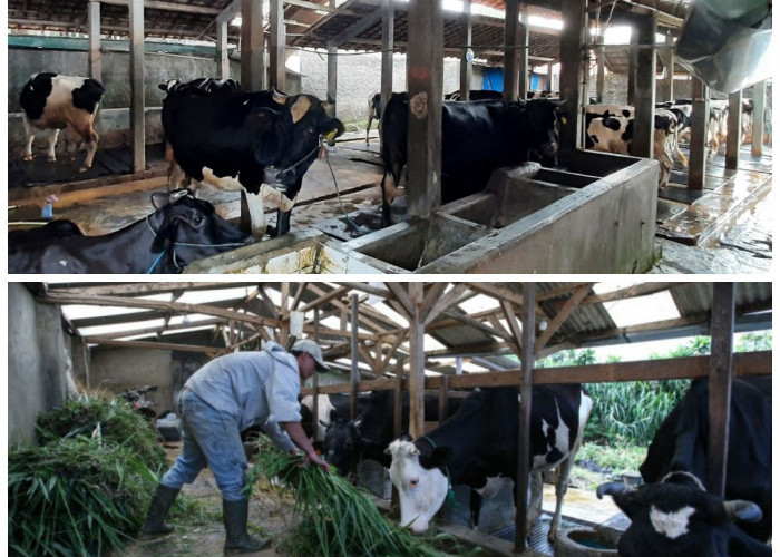 Inspirasi Kandang Sapi Kekinian: 7 Konsep Bersih dan Nyaman untuk Hasil Ternak Maksimal