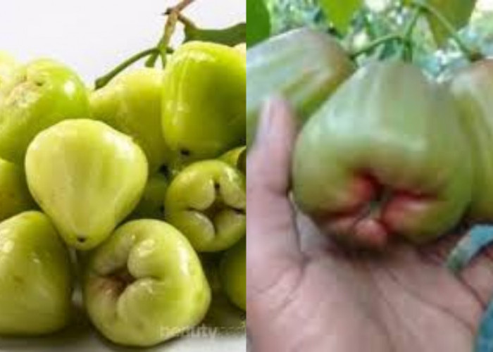  Jarang Diketahui! Ini 8 Manfaat Jambu Air Untuk Kesehatan Yang Mengejutkan 