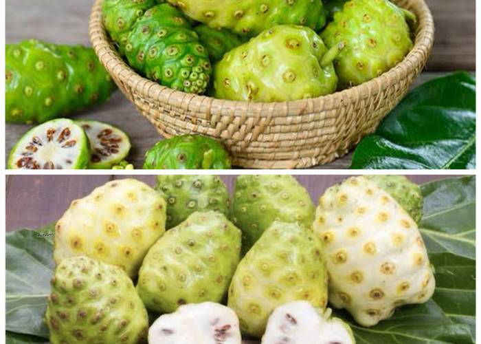 Rahasia Sehat dari Alam: Manfaat Buah Mengkudu bagi Kesehatan Tubuh Manusia!