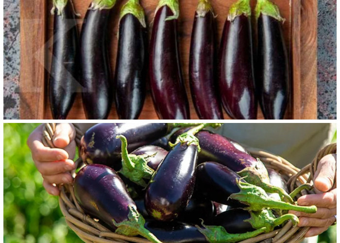 Terong untuk Tubuh Sehat: Khasiat dan Nutrisi yang Wajib Dicoba