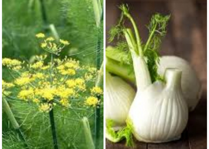 Aneka Manfaat Adas untuk Kesehatan