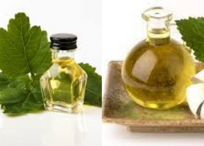 Perlu Kalian Tahu! Inilah 7 Manfaat Minyak Nilam Bagi Kesehatan Fisik dan Mental