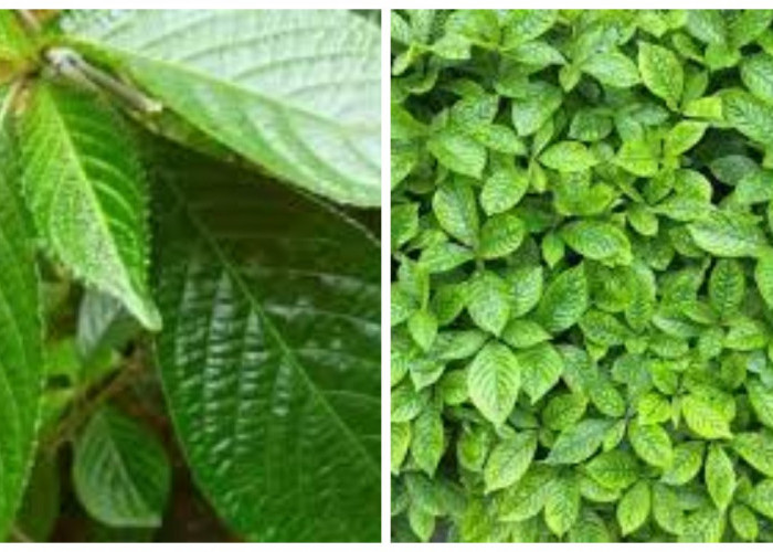 6 Khasiat Daun Keji Beling dan Cara Aman Mengonsumsinya