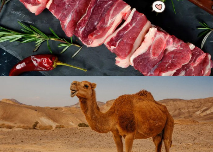6 Kesehatan yang Didapat dari Mengonsumsi Daging Unta saat Menunaikan Ibadah Umrah!