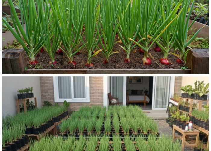 Kebun Bawang Merah di Rumah: Maksimalkan Lahan 2×2 Meter untuk Panen Melimpah