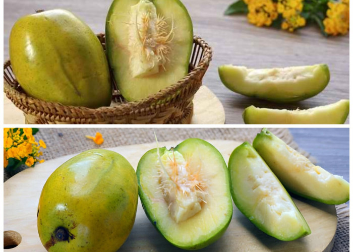 Manfaat Buah Kedondong bagi Kesehatan Tubuh: Rahasia Asam Segar yang Kaya Nutrisi!