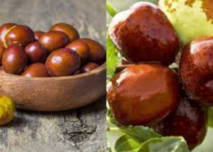 Yuk Ketahui! 7 Manfaat Buah Bidara Untuk Kesehatan Tubuh Yang Luar Biasa 