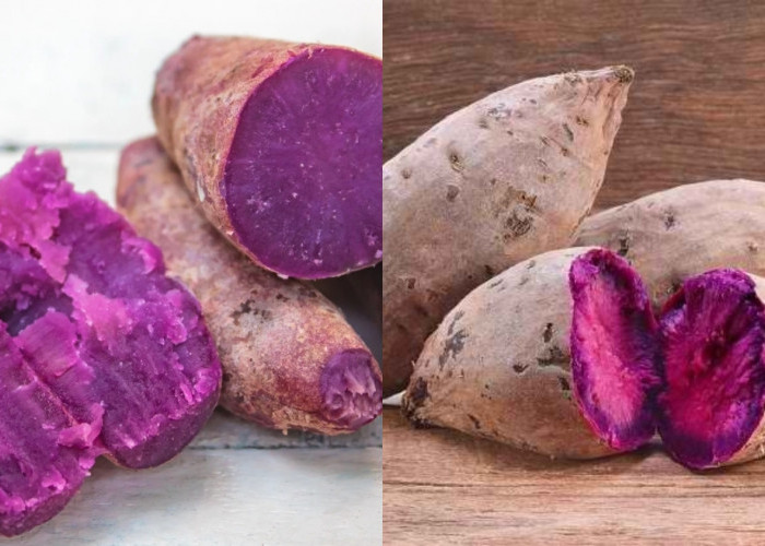Membantu Menurunkan Berat Badan Teryata Inilah Manfaat Ubi Ungu Yang Jarang Diketahui! 