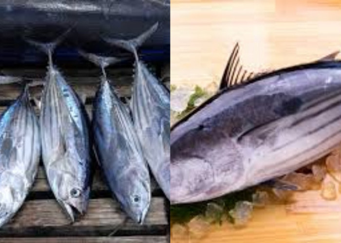 Mengenal Ikan Cakalang: Rasa Khas, Gizi Melimpah Yang Luar Biasa Untuk Kesehatan Tubuh 