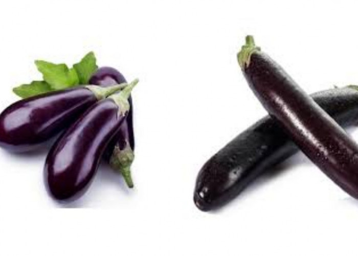 Rahasia Terong: Sayuran Sederhana, Manfaat Besar Untuk Kesehatan Pria