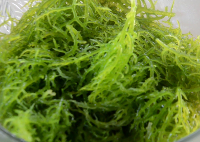 Kenali Manfaat Rumput Laut yang Baik untuk Tubuhmu