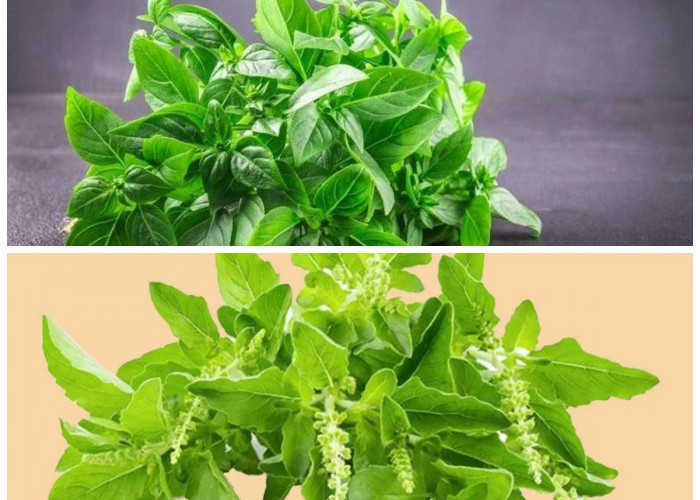 Khasiat Daun Kemangi untuk Menjaga Kesehatan Tubuh secara Alami