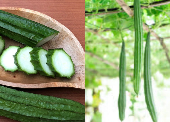 Kandungan dan Manfaat Oyong untuk Kesehatan Tubuh, Jangan Disepelekan!