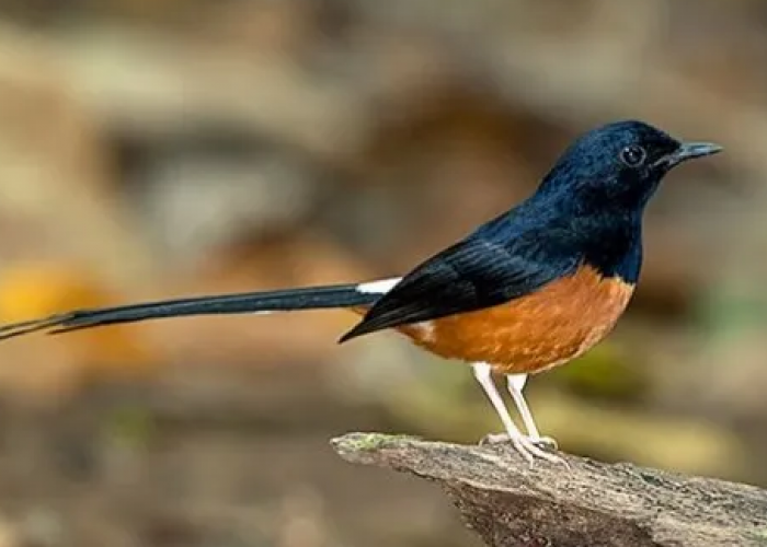 5 Cara Ampuh Dan Jitu Merawat Burung Murai Batu, Mau Menang Kontes Wajib Tau Nih!