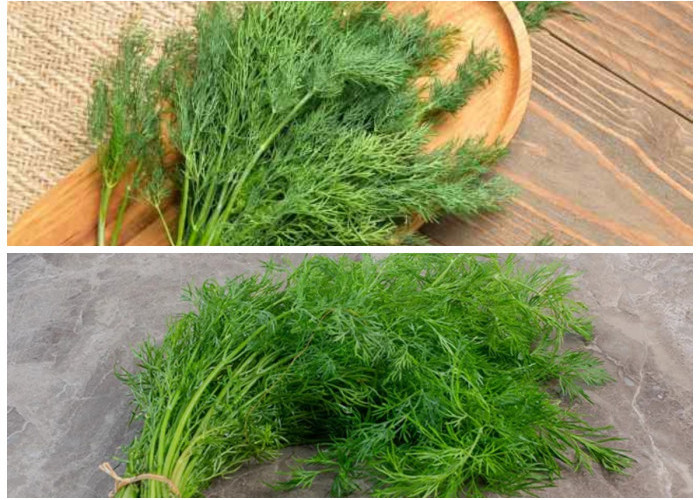 Manfaat Daun Dill bagi Kesehatan Tubuh: Herbal Kecil dengan Khasiat Besar!