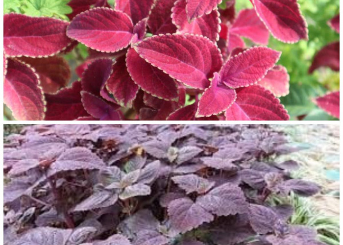 Mengungkap Khasiat Daun Miana: 7 Manfaat Tersembunyinya untuk Kesehatan