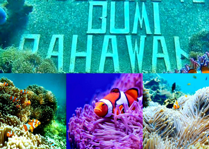 Destinasi menarik yang Bisa Diselami di Pahawang Island Lampung