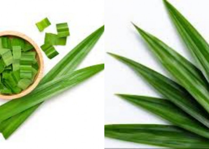 Wajib Tahu Inilah 8 Manfaat Daun Pandan yang Sayang Dilewatkan!