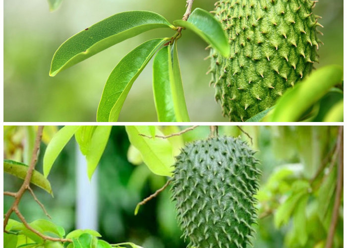 Sudah Terbukti! Ini Deretan Manfaat Daun Sirsak bagi Kesehatan Anda