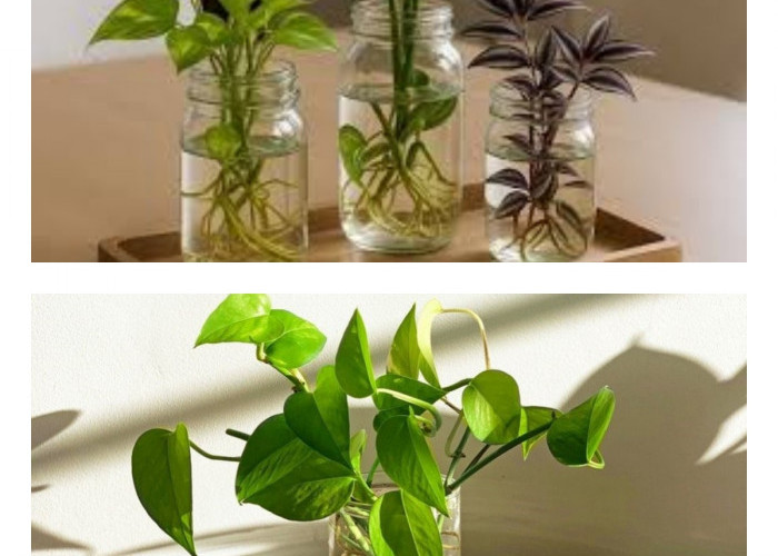 Rumah Lebih Segar Tanpa Ribet: 5 Tanaman Hias Tanpa Tanah yang Cantik dan Kekinian