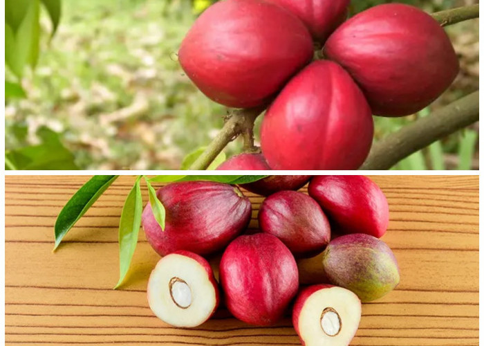 Buah Mahkotadewa dan Segudang Khasiatnya: Herbal Alami untuk Mendukung Kesehatan Tubuh