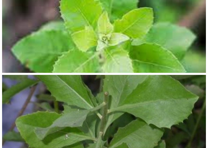 Lebih dari Sekadar Pengatur Gula Darah: 5 Khasiat Lain Daun Beluntas yang Perlu Kamu Tahu