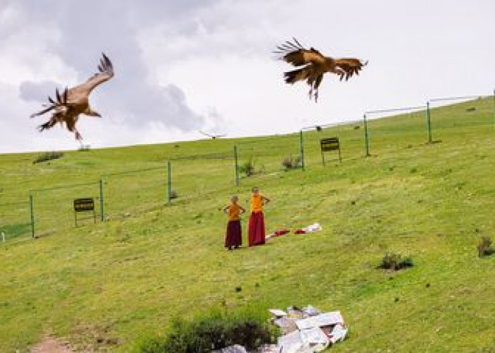 Pemakaman Langit Umat Buddha Jenazah Diumpankan ke Burung