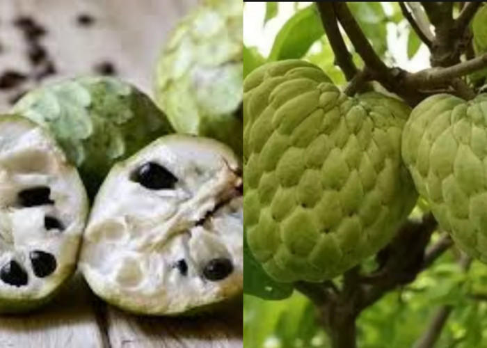 Srikaya: Buah Tropis yang Bisa Bikin Kamu Lebih Sehat Dan Awet Muda