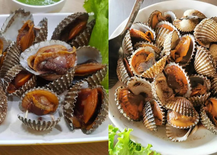 Risiko Mengonsumsi Kerang Dara, Apa Saja Dampaknya untuk Kesehatan