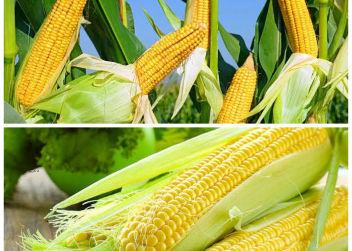 Manfaat Jagung bagi Kesehatan Tubuh: Sumber Nutrisi Penting yang Sering Diabaikan!