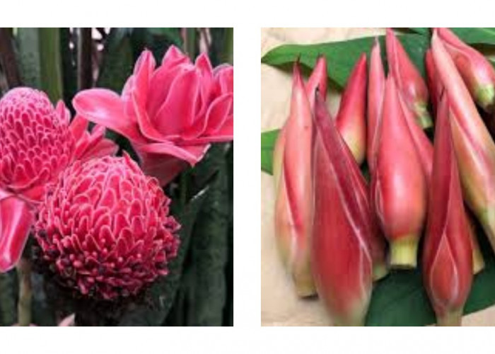 6 Manfaat Kecombrang untuk Kesehatan serta Cara Memilih dan Mengolahnya