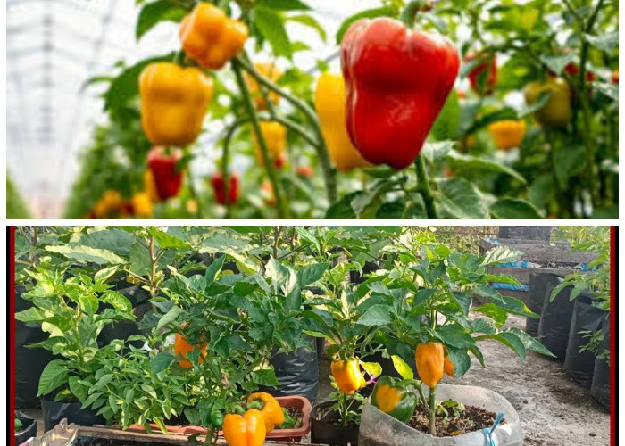 Halaman Rumah Makin Menarik! Panduan Menanam Paprika Anti Ribet, Mudah Berbuah dan Cocok untuk Pemula