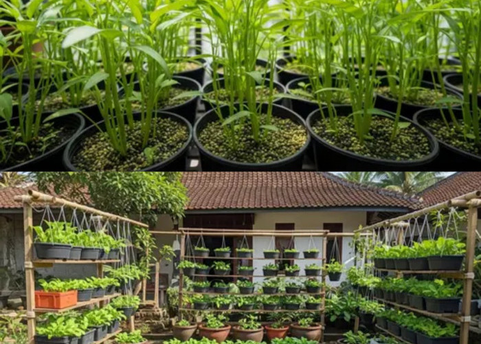 Tak Perlu Menunggu Lama, Ini 10 Tanaman yang Bisa Segera Dipanen