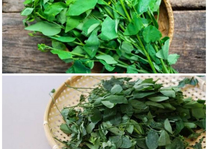 Sering Tumbuh Liar di Pekarangan, Daun Bangun-Bangun Ternyata Punya 7 Khasiat Luar Biasa Ini!