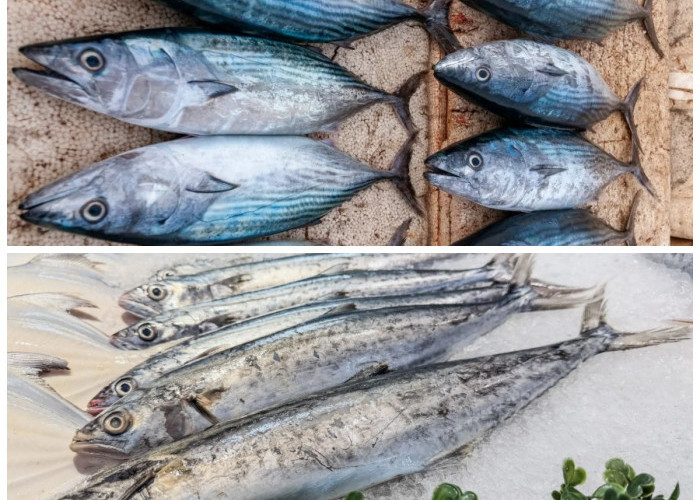 Ikan Tenggiri Tak Hanya Enak: Sumber Nutrisi Penting untuk Kesehatan Tubuh