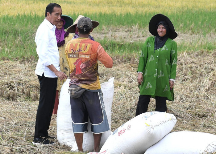 Presiden Jokowi Hampiri Petani yang Sedang Panen, Cek Langsung Harga Gabah