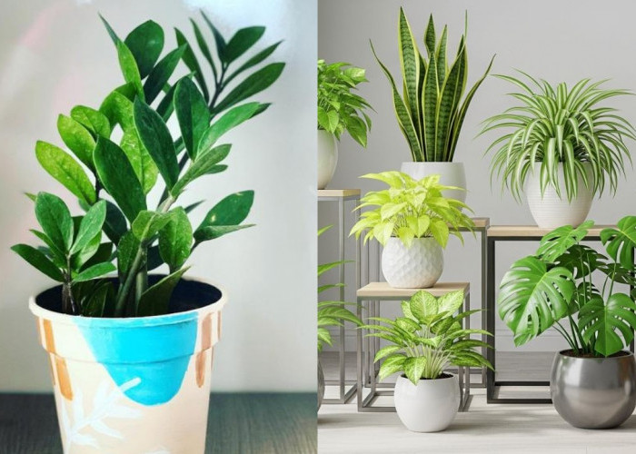Inspirasi Tanaman Favorit Anak Muda untuk Sudut Rumah yang Cantik!