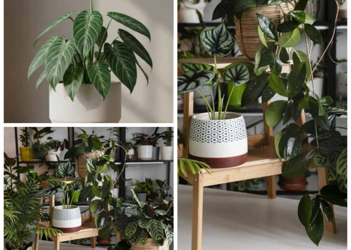 Indah Dipandang, Ternyata Beracun! 5 Tanaman Hias Berbunga yang Wajib Diwaspadai di Rumah!