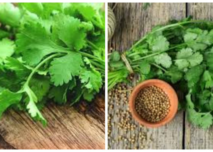 Manfaat Daun Ketumbar bagi Kesehatan