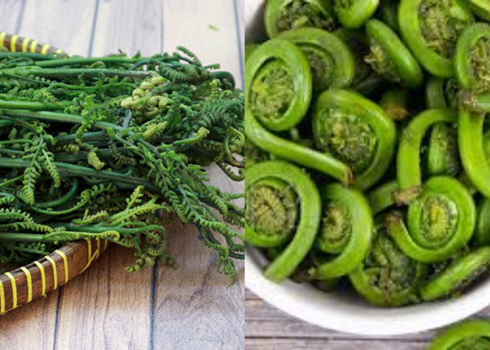 Simak! Inilah Manfaat Daun Pakis bagi Kesehatan Tubuh, Dengan Kandungan Vitamin