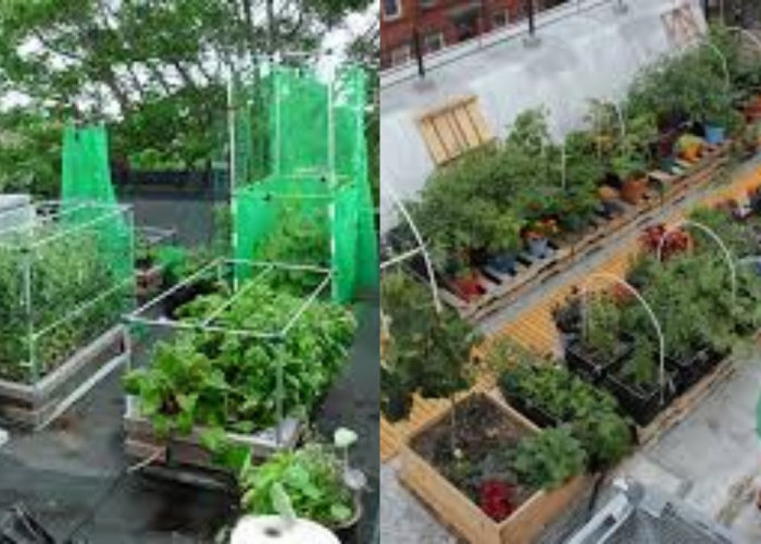 Ide Kreatif Manfaat Atap Rumahmu Jadi Kebun Sayuran dan Bunga di Lahan Sempit!