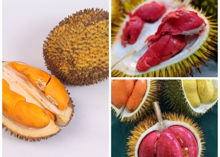 Kembaran Durian ? Inilah Sejuta Manfaat Dari Buah Lai untuk Kesehatan Tubuh!