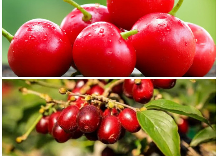 Manfaat Buah Kersen yang Wajib Kamu Ketahui untuk Kesehatan Optimal!