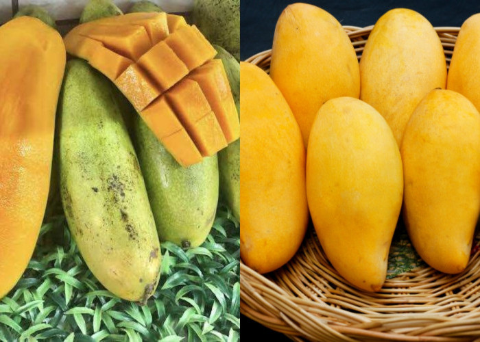 Semanis Rasanya! Inilah Beragam Manfaat Mangga Golek Untuk Kesehatan Tubuh