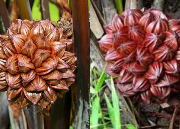  Buah Nipah, Ini Kandungan dan Manfaatnya Bagi Kesehatan Tubuh!
